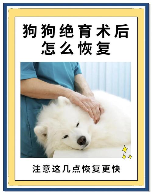 狗狗绝育后注意事项_狗狗手术后忌七种食物-第1张图片-后鲨宠物 狗狗绝育后注意事项_狗狗手术后忌七种食物-第1张图片-后鲨宠物