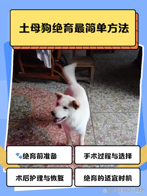 狗狗绝育后注意事项_狗狗手术后忌七种食物-第2张图片-后鲨宠物 狗狗绝育后注意事项_狗狗手术后忌七种食物-第2张图片-后鲨宠物