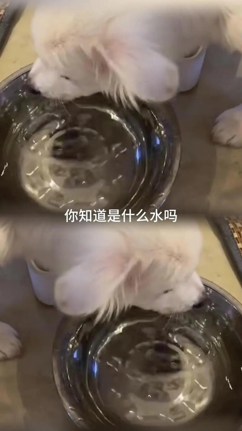 狗狗喝什么水好_狗狗建议喝什么水-第2张图片-后鲨宠物 狗狗喝什么水好_狗狗建议喝什么水-第2张图片-后鲨宠物