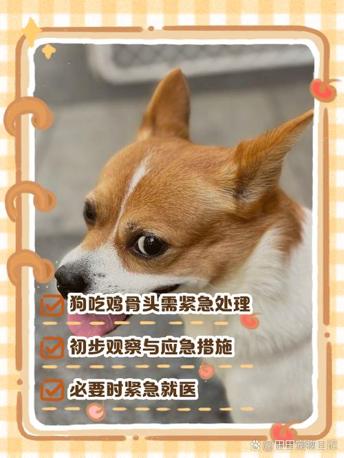 狗狗吃了鸡骨头怎么办_狗偷吃了鸡骨头必死无疑嘛-第2张图片-后鲨宠物 狗狗吃了鸡骨头怎么办_狗偷吃了鸡骨头必死无疑嘛-第2张图片-后鲨宠物