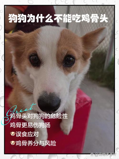 狗狗吃了鸡骨头怎么办_狗偷吃了鸡骨头必死无疑嘛-第5张图片-后鲨宠物 狗狗吃了鸡骨头怎么办_狗偷吃了鸡骨头必死无疑嘛-第5张图片-后鲨宠物