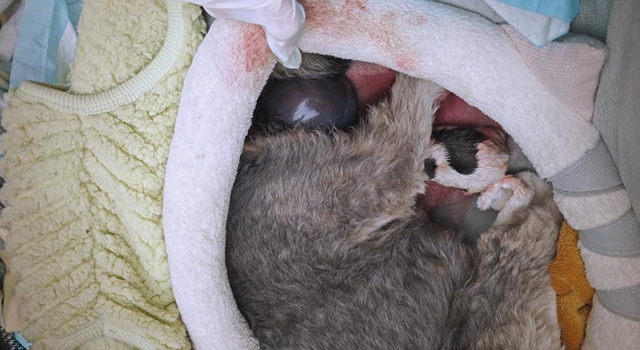 狗狗怀孕多久有奶水,狗狗怀孕多久有奶水了?-第1张图片-后鲨宠物 狗狗怀孕多久有奶水,狗狗怀孕多久有奶水了?-第1张图片-后鲨宠物