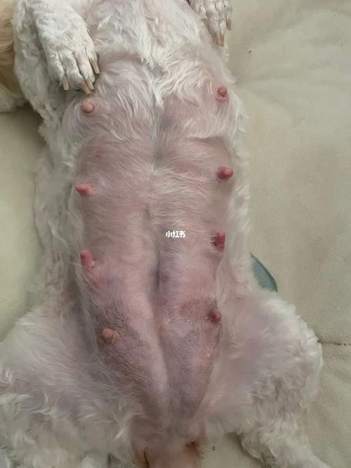 狗狗怀孕多久有奶水,狗狗怀孕多久有奶水了?-第4张图片-后鲨宠物 狗狗怀孕多久有奶水,狗狗怀孕多久有奶水了?-第4张图片-后鲨宠物