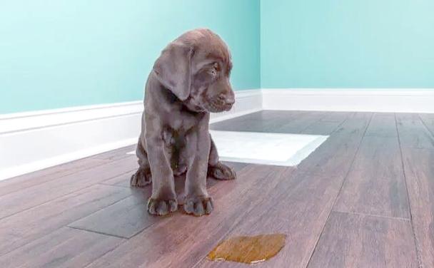  怎么不让狗狗在家里大小便，怎样才能不让狗狗在家拉尿-第6张图片-后鲨宠物