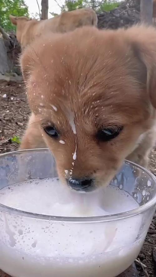 成年狗狗能喝牛奶吗,成年狗狗能喝牛奶吗纯牛奶?-第3张图片-后鲨宠物 成年狗狗能喝牛奶吗,成年狗狗能喝牛奶吗纯牛奶?-第3张图片-后鲨宠物