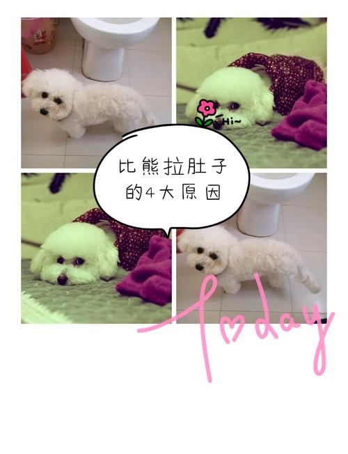 狗狗拉稀怎么回事，狗狗拉稀怎么回事和解决方法？-第5张图片-后鲨宠物