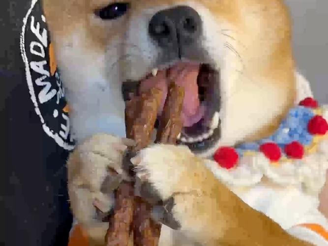 狗狗吃了辣的以后症状,狗狗吃了辣的以后症状会消失吗-第2张图片-后鲨宠物 狗狗吃了辣的以后症状,狗狗吃了辣的以后症状会消失吗-第2张图片-后鲨宠物