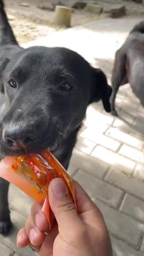 狗狗吃了辣的以后症状,狗狗吃了辣的以后症状会消失吗-第4张图片-后鲨宠物 狗狗吃了辣的以后症状,狗狗吃了辣的以后症状会消失吗-第4张图片-后鲨宠物