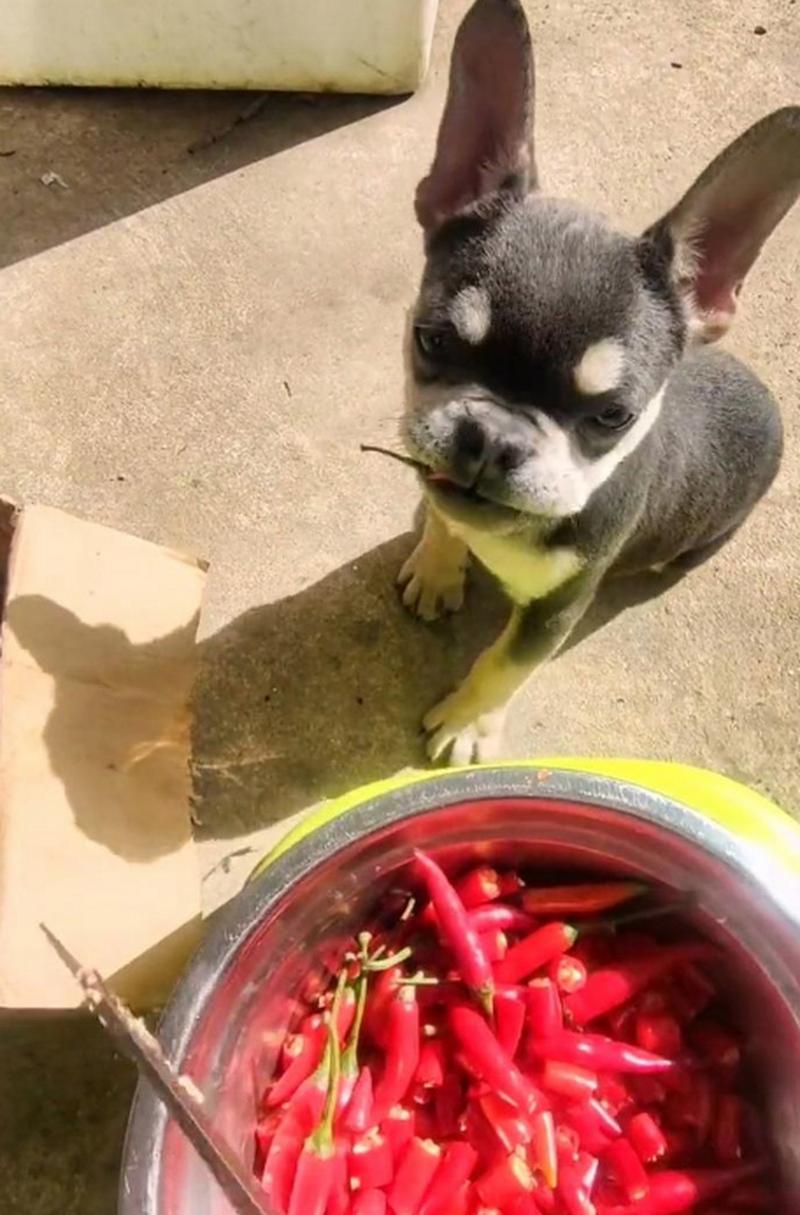 狗狗吃了辣的以后症状,狗狗吃了辣的以后症状会消失吗-第5张图片-后鲨宠物 狗狗吃了辣的以后症状,狗狗吃了辣的以后症状会消失吗-第5张图片-后鲨宠物