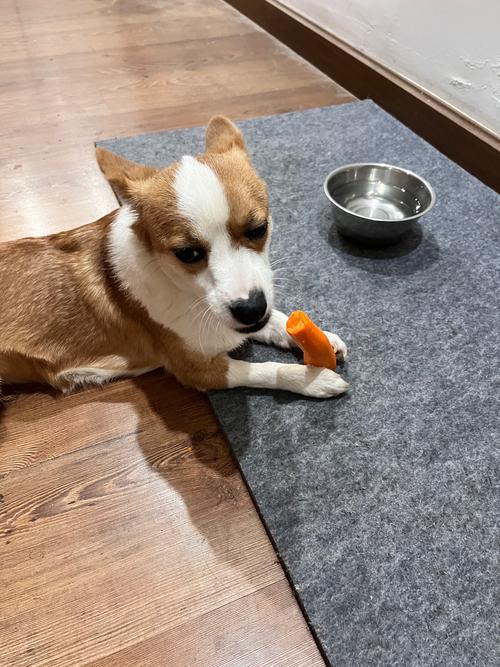 狗狗吃胡萝卜要煮熟吗,狗狗吃胡萝卜要炒吗?-第3张图片-后鲨宠物 狗狗吃胡萝卜要煮熟吗,狗狗吃胡萝卜要炒吗?-第3张图片-后鲨宠物