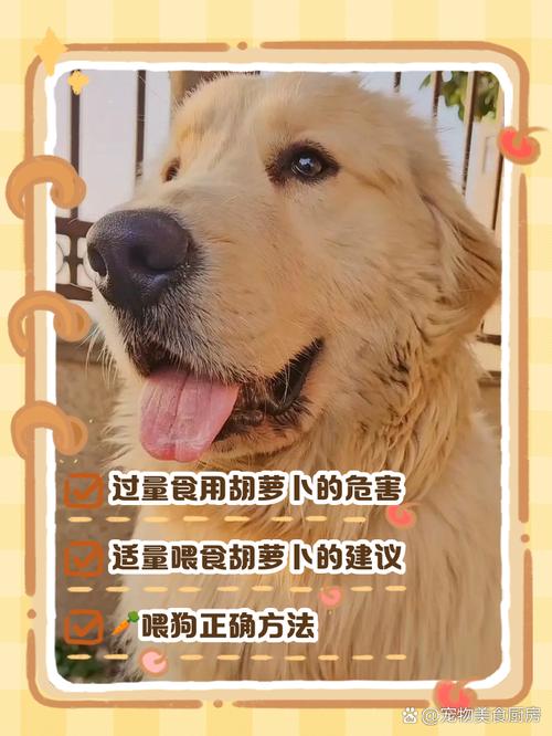 狗狗吃胡萝卜要煮熟吗,狗狗吃胡萝卜要炒吗?-第5张图片-后鲨宠物 狗狗吃胡萝卜要煮熟吗,狗狗吃胡萝卜要炒吗?-第5张图片-后鲨宠物