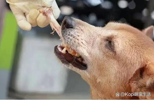 狗狗可以吃油渣吗_狗狗可以吃油渣吗有营养吗-第5张图片-后鲨宠物 狗狗可以吃油渣吗_狗狗可以吃油渣吗有营养吗-第5张图片-后鲨宠物