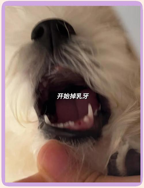 狗狗乳牙不掉怎么办,狗狗乳牙没掉恒牙长出怎么办-第1张图片-后鲨宠物 狗狗乳牙不掉怎么办,狗狗乳牙没掉恒牙长出怎么办-第1张图片-后鲨宠物