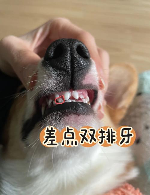 狗狗乳牙不掉怎么办,狗狗乳牙没掉恒牙长出怎么办-第2张图片-后鲨宠物 狗狗乳牙不掉怎么办,狗狗乳牙没掉恒牙长出怎么办-第2张图片-后鲨宠物