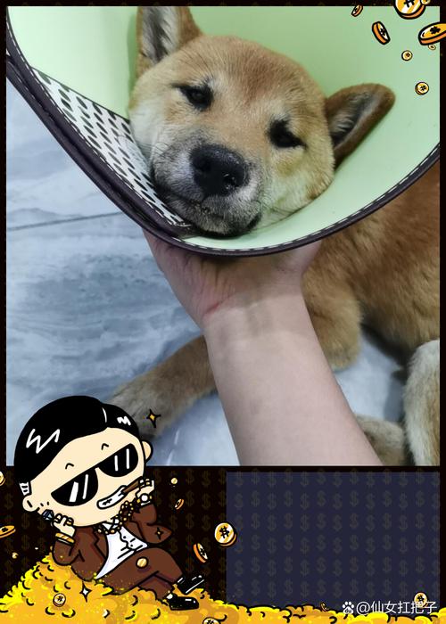 狗狗发烧呕吐怎么办,狗狗发烧呕吐是怎么回事?-第2张图片-后鲨宠物 狗狗发烧呕吐怎么办,狗狗发烧呕吐是怎么回事?-第2张图片-后鲨宠物