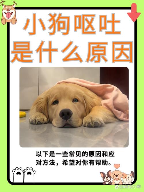 狗狗发烧呕吐怎么办,狗狗发烧呕吐是怎么回事?-第5张图片-后鲨宠物 狗狗发烧呕吐怎么办,狗狗发烧呕吐是怎么回事?-第5张图片-后鲨宠物