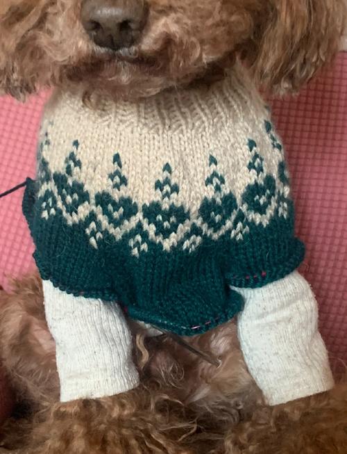 怎样织狗狗毛衣_怎样织狗狗毛衣好看-第5张图片-后鲨宠物 怎样织狗狗毛衣_怎样织狗狗毛衣好看-第5张图片-后鲨宠物