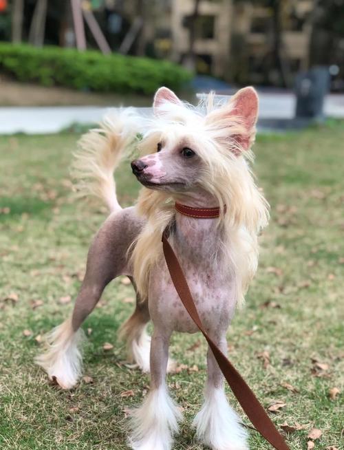 狗狗三个月可以出门吗,小狗3个月了可以独立在外面吗?-第3张图片-后鲨宠物 狗狗三个月可以出门吗,小狗3个月了可以独立在外面吗?-第3张图片-后鲨宠物