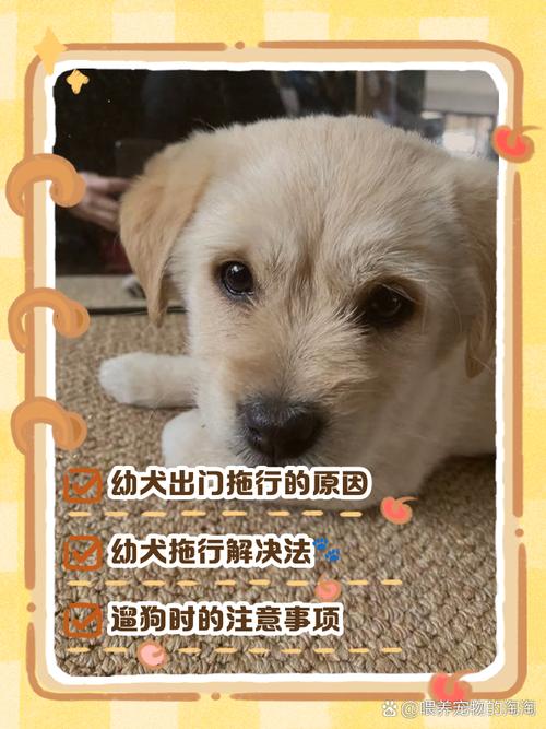 狗狗三个月可以出门吗,小狗3个月了可以独立在外面吗?-第4张图片-后鲨宠物 狗狗三个月可以出门吗,小狗3个月了可以独立在外面吗?-第4张图片-后鲨宠物