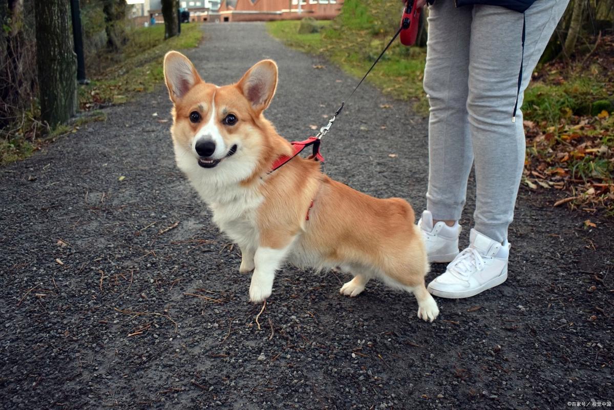 狗狗三个月可以出门吗,小狗3个月了可以独立在外面吗?-第5张图片-后鲨宠物 狗狗三个月可以出门吗,小狗3个月了可以独立在外面吗?-第5张图片-后鲨宠物