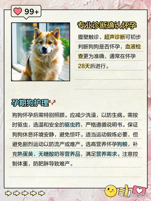 怎么判断狗狗是否怀孕_怎么判断狗狗是否怀孕成功,和未受孕成功的表现-第4张图片-后鲨宠物 怎么判断狗狗是否怀孕_怎么判断狗狗是否怀孕成功,和未受孕成功的表现-第4张图片-后鲨宠物