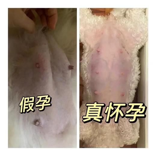 怎么判断狗狗是否怀孕_怎么判断狗狗是否怀孕成功,和未受孕成功的表现-第6张图片-后鲨宠物 怎么判断狗狗是否怀孕_怎么判断狗狗是否怀孕成功,和未受孕成功的表现-第6张图片-后鲨宠物