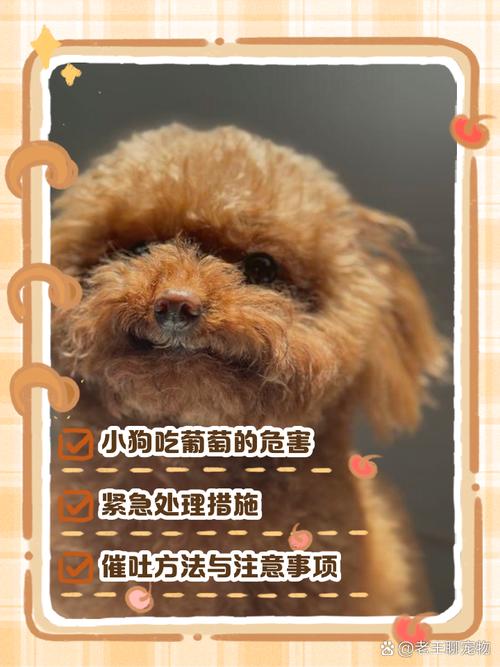 狗狗能吃葡萄嘛,狗狗能吃葡萄么??-第3张图片-后鲨宠物 狗狗能吃葡萄嘛,狗狗能吃葡萄么??-第3张图片-后鲨宠物