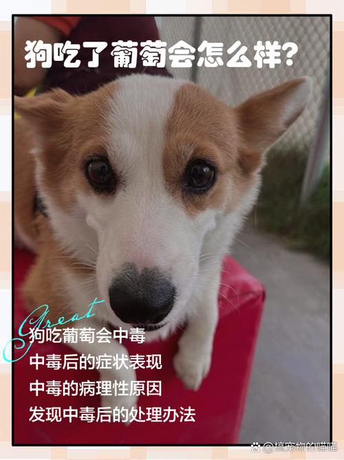 狗狗能吃葡萄嘛,狗狗能吃葡萄么??-第6张图片-后鲨宠物 狗狗能吃葡萄嘛,狗狗能吃葡萄么??-第6张图片-后鲨宠物