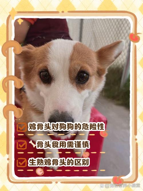 怀孕的狗狗能吃鸡骨头吗_狗在孕期能吃鸡骨头吗-第2张图片-后鲨宠物 怀孕的狗狗能吃鸡骨头吗_狗在孕期能吃鸡骨头吗-第2张图片-后鲨宠物