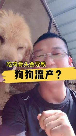 怀孕的狗狗能吃鸡骨头吗_狗在孕期能吃鸡骨头吗-第6张图片-后鲨宠物 怀孕的狗狗能吃鸡骨头吗_狗在孕期能吃鸡骨头吗-第6张图片-后鲨宠物