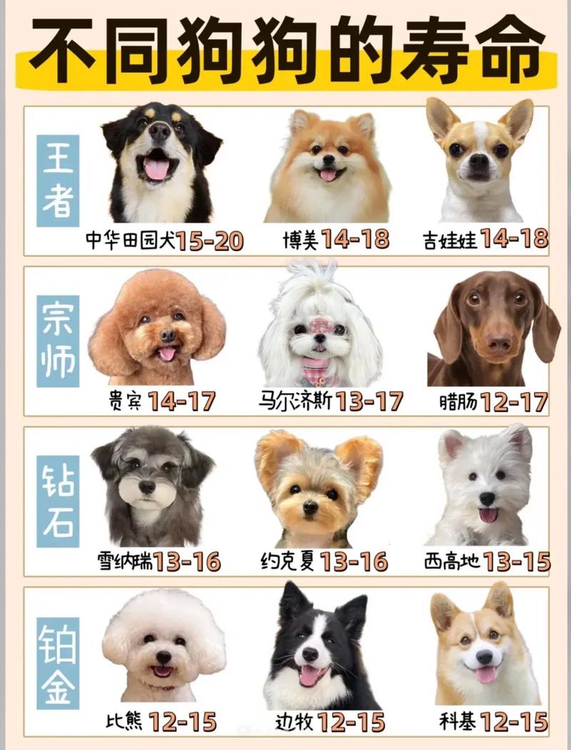 狗狗的寿命排名_狗狗的寿命排名榜图片-第2张图片-后鲨宠物 狗狗的寿命排名_狗狗的寿命排名榜图片-第2张图片-后鲨宠物