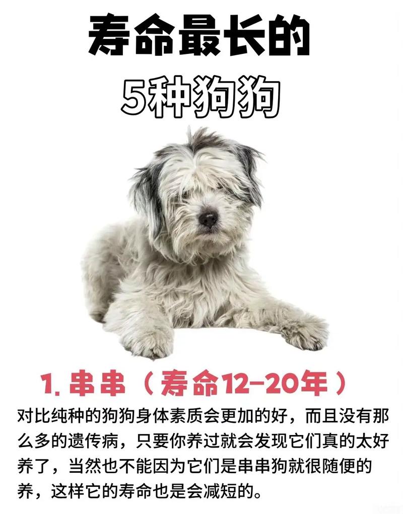 狗狗的寿命排名_狗狗的寿命排名榜图片-第3张图片-后鲨宠物 狗狗的寿命排名_狗狗的寿命排名榜图片-第3张图片-后鲨宠物
