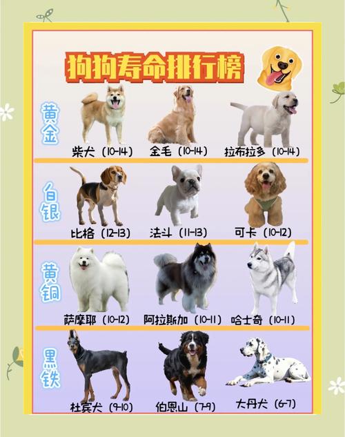 狗狗的寿命排名_狗狗的寿命排名榜图片-第6张图片-后鲨宠物 狗狗的寿命排名_狗狗的寿命排名榜图片-第6张图片-后鲨宠物