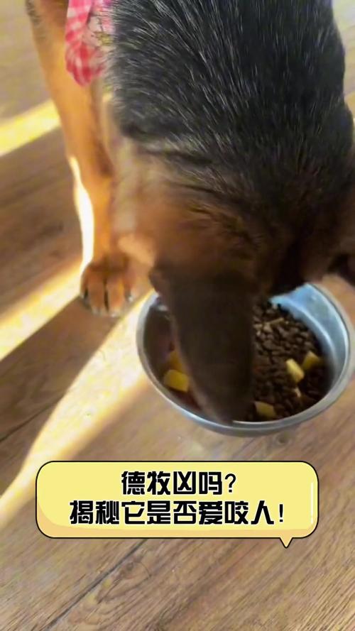 21金维他狗狗能吃吗,21金维他狗狗可以吃吗?-第4张图片-后鲨宠物 21金维他狗狗能吃吗,21金维他狗狗可以吃吗?-第4张图片-后鲨宠物