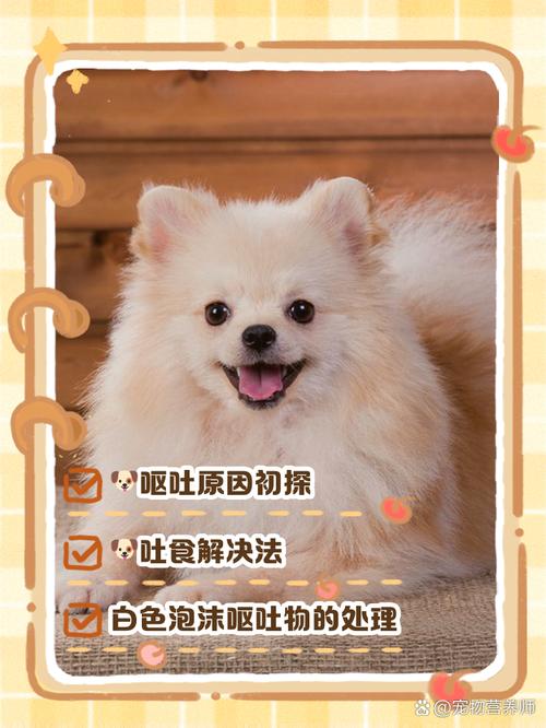 狗狗吃东西就吐怎么回事,狗狗吃东西会吐出来什么原因-第4张图片-后鲨宠物 狗狗吃东西就吐怎么回事,狗狗吃东西会吐出来什么原因-第4张图片-后鲨宠物