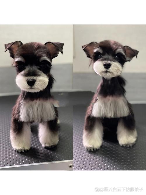 狗狗几个月剪胎毛,狗狗几个月剪胎毛比较好-第1张图片-后鲨宠物 狗狗几个月剪胎毛,狗狗几个月剪胎毛比较好-第1张图片-后鲨宠物