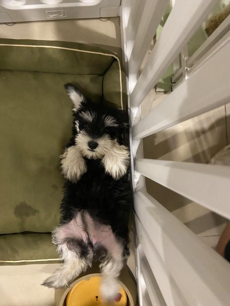 狗狗几个月剪胎毛,狗狗几个月剪胎毛比较好-第2张图片-后鲨宠物 狗狗几个月剪胎毛,狗狗几个月剪胎毛比较好-第2张图片-后鲨宠物