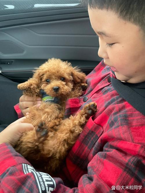 狗狗几个月剪胎毛,狗狗几个月剪胎毛比较好-第4张图片-后鲨宠物 狗狗几个月剪胎毛,狗狗几个月剪胎毛比较好-第4张图片-后鲨宠物