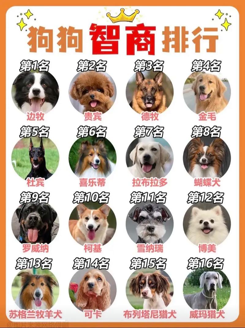 世界狗狗智商排名榜,世界狗狗智商排名榜图片-第4张图片-后鲨宠物 世界狗狗智商排名榜,世界狗狗智商排名榜图片-第4张图片-后鲨宠物