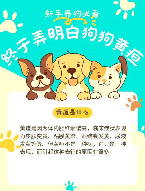 狗狗黄疸怎么办最有效,狗狗黄疸怎么治?-第3张图片-后鲨宠物 狗狗黄疸怎么办最有效,狗狗黄疸怎么治?-第3张图片-后鲨宠物