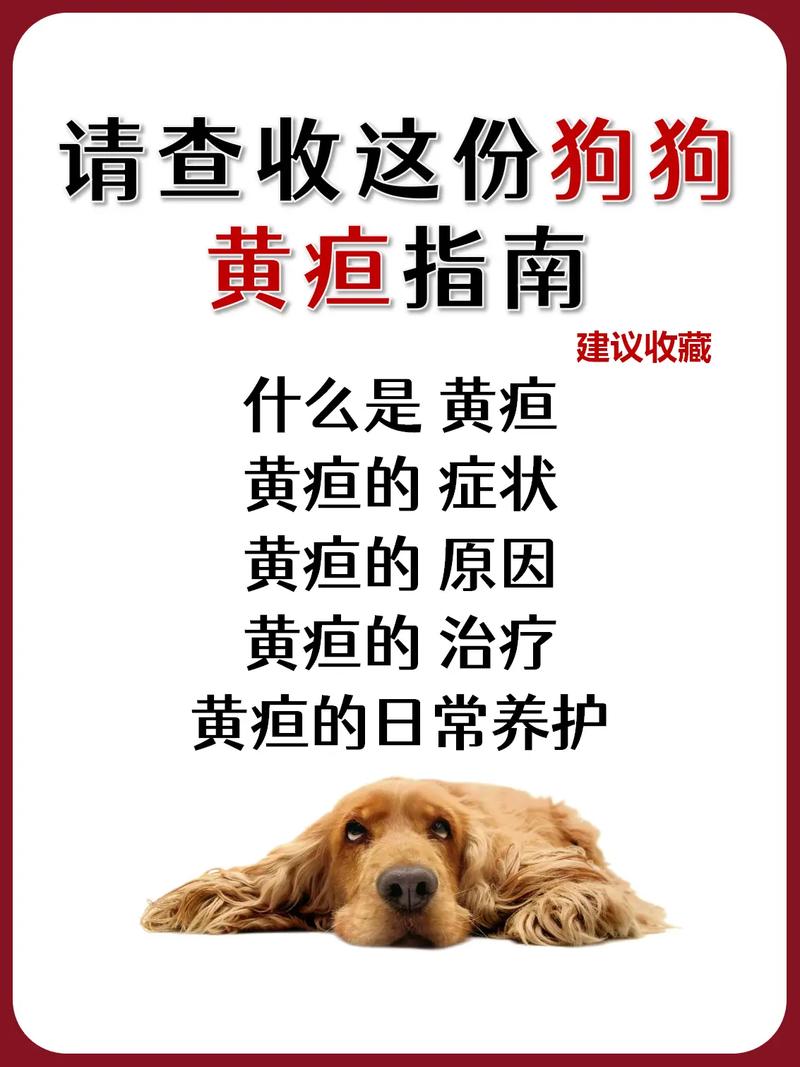 狗狗黄疸怎么办最有效,狗狗黄疸怎么治?-第4张图片-后鲨宠物 狗狗黄疸怎么办最有效,狗狗黄疸怎么治?-第4张图片-后鲨宠物