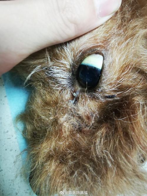 狗狗黄疸怎么办最有效,狗狗黄疸怎么治?-第5张图片-后鲨宠物 狗狗黄疸怎么办最有效,狗狗黄疸怎么治?-第5张图片-后鲨宠物