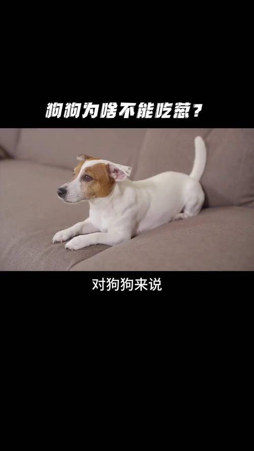 狗狗可以吃葱花吗,狗吃一点点熟葱要紧吗?-第3张图片-后鲨宠物 狗狗可以吃葱花吗,狗吃一点点熟葱要紧吗?-第3张图片-后鲨宠物