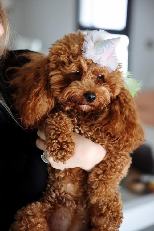 狗狗拉肚子可以喝酸奶吗_狗狗拉肚子可以喝酸奶吗一天几次-第2张图片-后鲨宠物 狗狗拉肚子可以喝酸奶吗_狗狗拉肚子可以喝酸奶吗一天几次-第2张图片-后鲨宠物