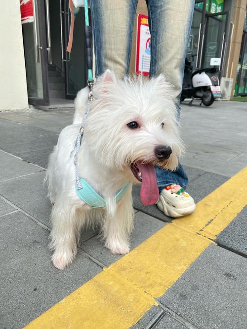 狗狗能吃年糕吗,狗狗可以吃年糕片吗?-第5张图片-后鲨宠物 狗狗能吃年糕吗,狗狗可以吃年糕片吗?-第5张图片-后鲨宠物