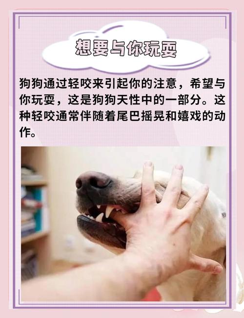 狗狗会不会咬主人,狗狗会不会咬主人的手?-第4张图片-后鲨宠物 狗狗会不会咬主人,狗狗会不会咬主人的手?-第4张图片-后鲨宠物