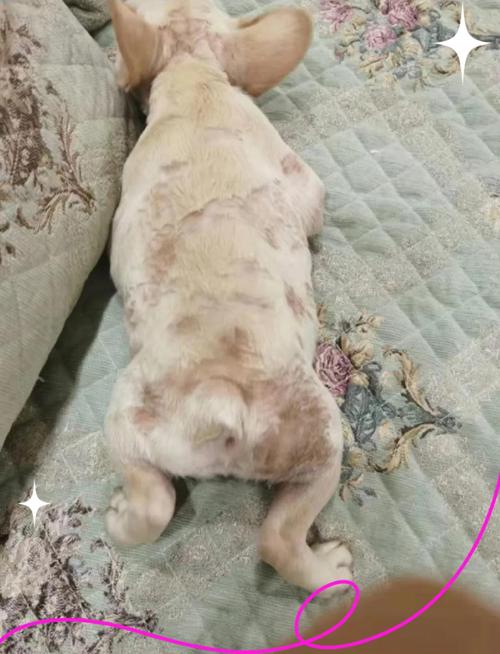 用盐水给狗狗洗澡好吗,用盐水给狗狗洗澡可以吗-第5张图片-后鲨宠物 用盐水给狗狗洗澡好吗,用盐水给狗狗洗澡可以吗-第5张图片-后鲨宠物