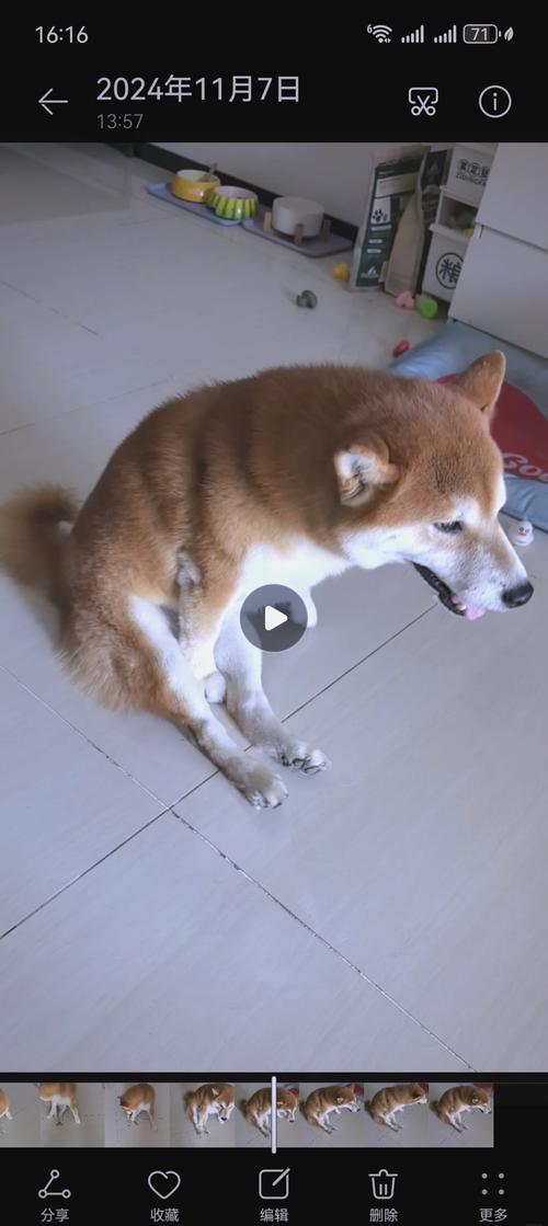 狗狗后腿瘫痪恢复几率,狗狗后腿瘫痪前腿僵硬绷直-第2张图片-后鲨宠物 狗狗后腿瘫痪恢复几率,狗狗后腿瘫痪前腿僵硬绷直-第2张图片-后鲨宠物