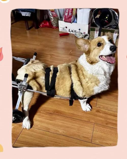 狗狗后腿瘫痪恢复几率,狗狗后腿瘫痪前腿僵硬绷直-第3张图片-后鲨宠物 狗狗后腿瘫痪恢复几率,狗狗后腿瘫痪前腿僵硬绷直-第3张图片-后鲨宠物