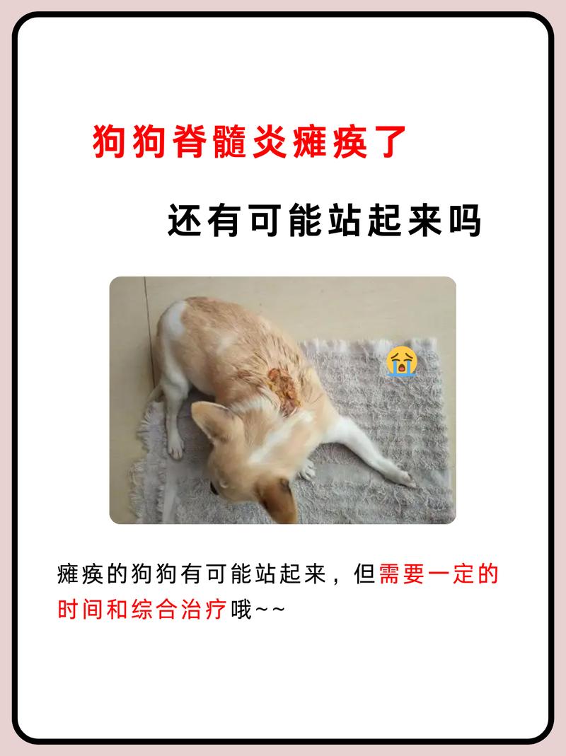 狗狗后腿瘫痪恢复几率,狗狗后腿瘫痪前腿僵硬绷直-第4张图片-后鲨宠物 狗狗后腿瘫痪恢复几率,狗狗后腿瘫痪前腿僵硬绷直-第4张图片-后鲨宠物